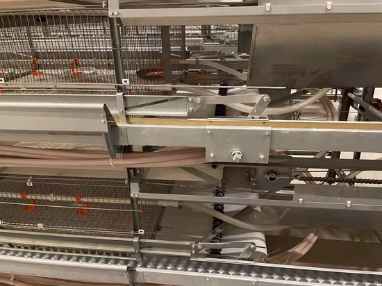 Sistema automatico di gabbie per strati di uova di pollo a batteria per attrezzature per l'allevamento di pollame