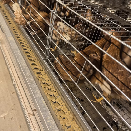 Vendita calda Allevamento di pollame Galline ovaiole Gabbia Tipo H Sistema automatico di gabbie per batterie a strati in vendita