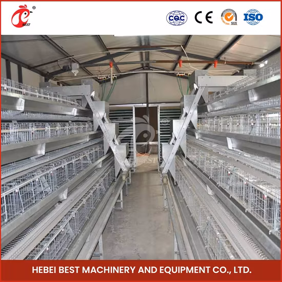 Bestchickencage Gabbia a strati di tipo ordinario Cina Campione di fabbrica di pollaio a strato di metallo zincato disponibile Sistema di gabbia per polli a strati di certificazione ISO9001