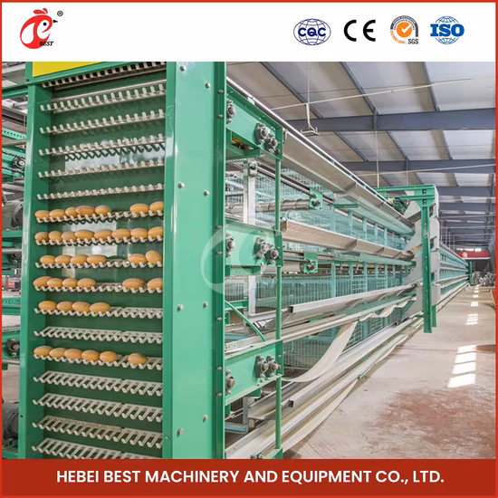 Bestchickencage Tipo ordinario Gabbia a strati Cina Produttore di gabbie a strati per polli in plastica di grandi dimensioni Alta